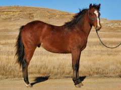 Whiskey Up Shang JW <BR> AQHA 5956042
